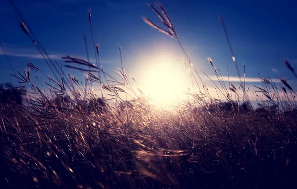 Картинка небо, трава, солнце, закат, колоски, сухая