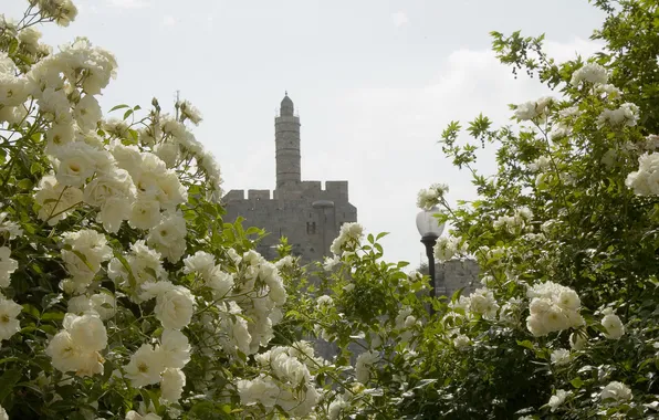 Цветы, башня, розы, красота, фонарь, белые, иерусалим