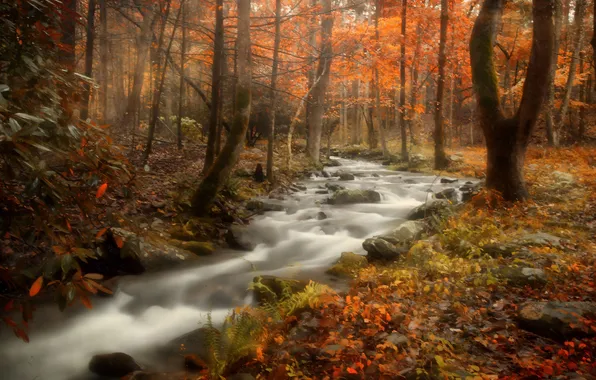 Картинка осень, лес, листья, деревья, река, ручей, листва