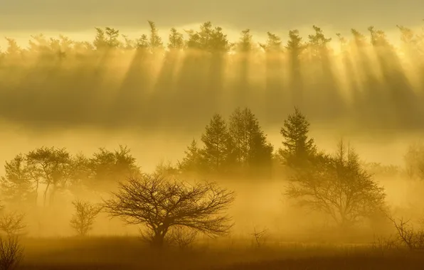 Пейзаж, природа, туман, утро