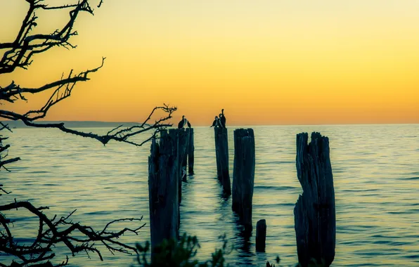 Пейзаж, закат, озеро, птица