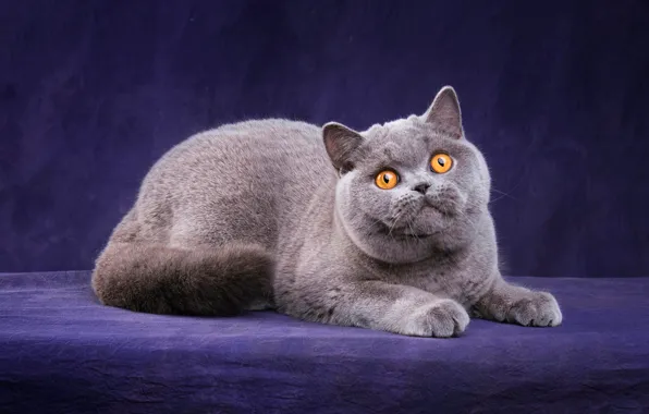 Кошка, кот, взгляд, поза, котенок, серый, лапки, мордочка