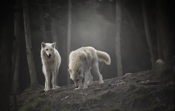 Nature, snow, predator, face, animal, wolf, wildlife, portrait