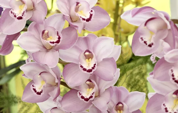 Картинка цветы, лепестки, орхидеи