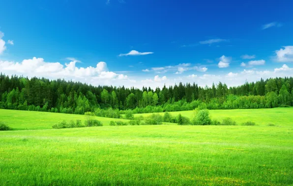 Картинка поле, лес, небо, трава, облака, деревья, природа, зеленая