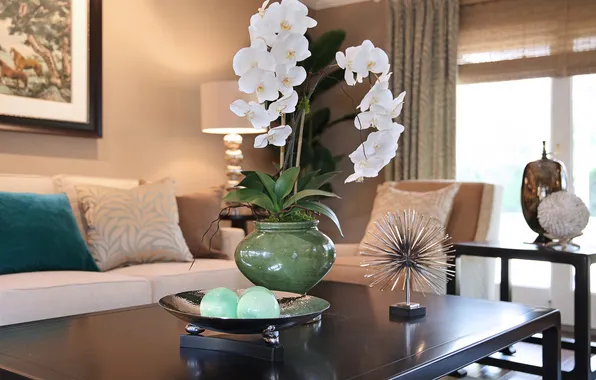 Картинка цветок, комната, белая, цветение, орхидея
