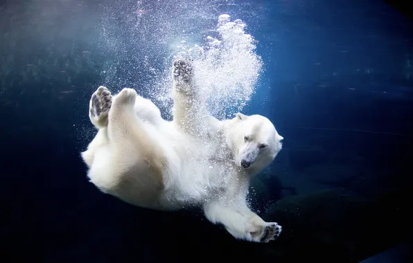Вода, поза, пузыри, лапы, медведь, купание, белый медведь, под водой