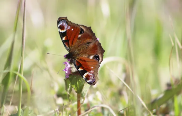 Flower, butterfly, insect