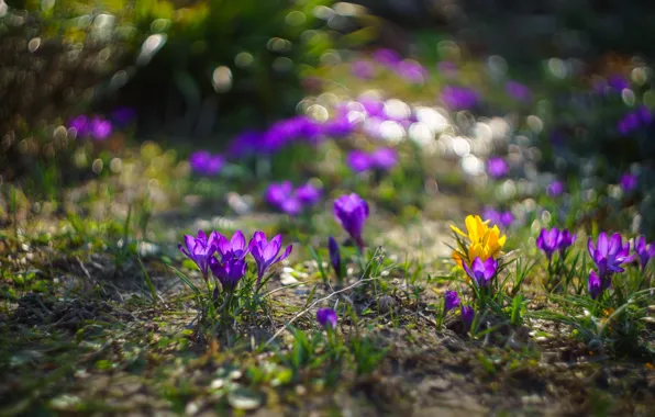 Цветы, природа, весна