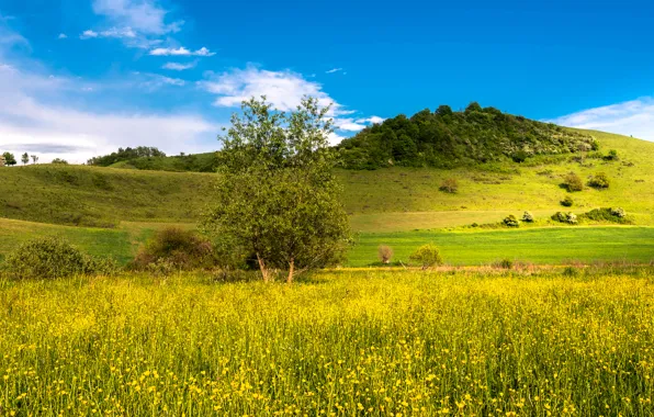 Картинка поле, лето, трава, цветы, холмы, желтые, луг, кусты