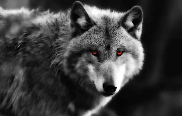 Nature, snow, predator, face, animal, wolf, wildlife, portrait