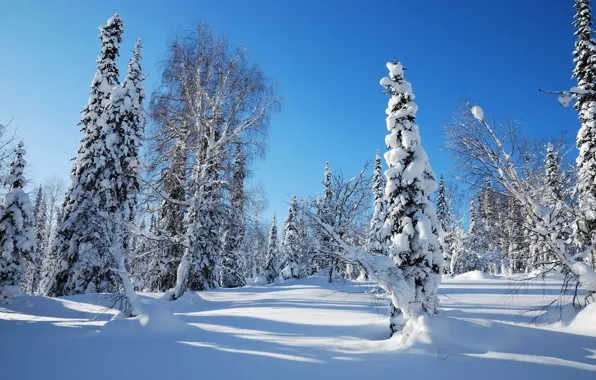 Картинка зима, лес, небо, снег, деревья, елка, ель, утро