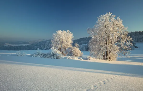 Зима, снег, деревья, следы, Германия, Бавария, Germany, Bavaria