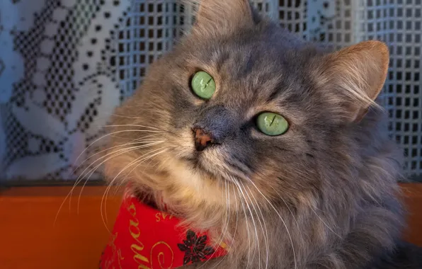 Картинка кошка, морда, красный, серый, платок