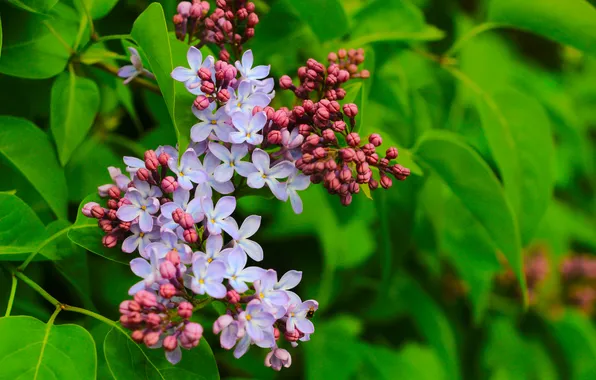 Flower, spring, lilac