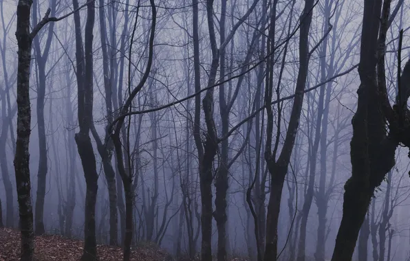 Картинка лес, деревья, природа, туман, Marzie Vafa