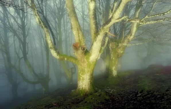 Картинка природа, туман, стиль, дерево