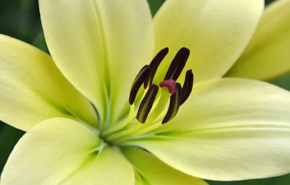 Картинка flower, yellow, Lilium white