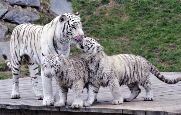 Кошки, семья, тигры, тигрица, тигрята, белые тигры