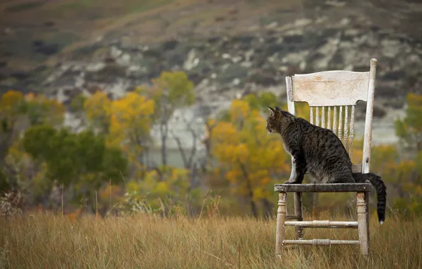 Поле, осень, кошка, трава, кот, взгляд, деревья, природа