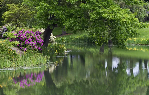 Картинка цветы, парк, дерево, водоём