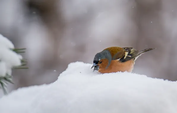 Снег, птицы, природа, зяблик, фотоохота