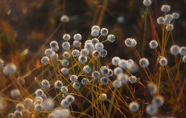 Белые, бутоньчики, Fluff Field