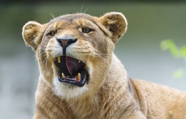 Кошка, львица, зевает, ©Tambako The Jaguar