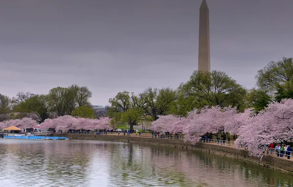 Деревья, пруд, парк, весна, Вашингтон, США, цветение, обелиск
