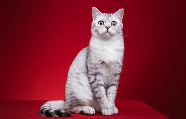 Кошка, кот, взгляд, сидит, красный фон, фотосессия, британская, фотомордель