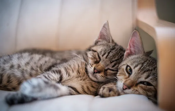 Кошка, кошки, котенок, вместе, мама, спят
