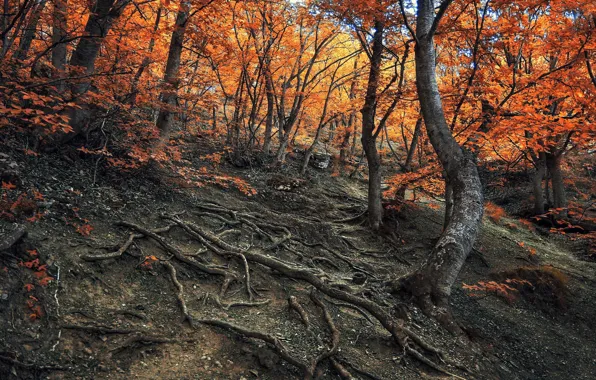 Картинка осень, лес, деревья, склон