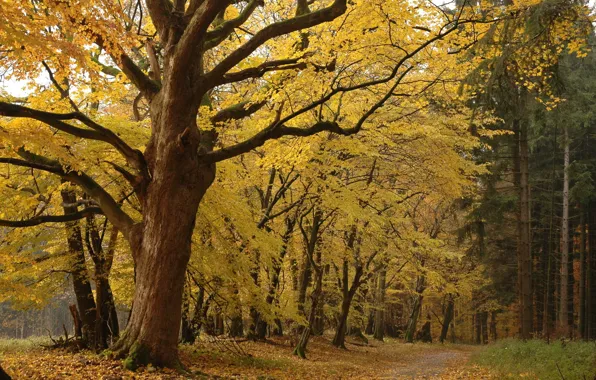 Картинка лес, листья, деревья, Осень, желтые, лесопарк