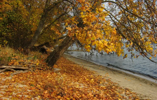 Осень, листья, природа, река, фото, Польша