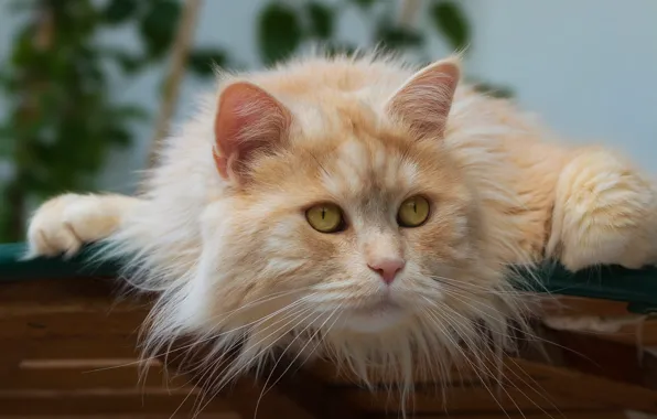 Картинка кот, взгляд, мордочка, котэ, рыжий кот, котейка