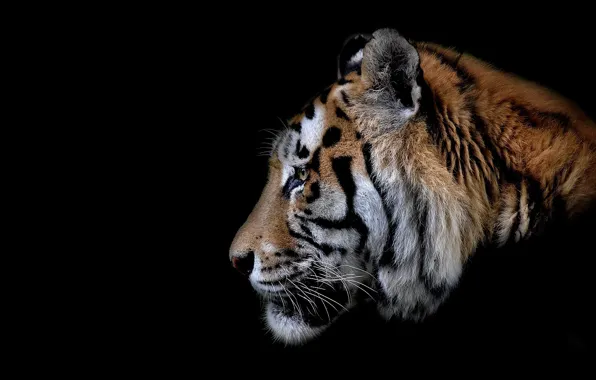 Картинка кошка, тигр, зверь