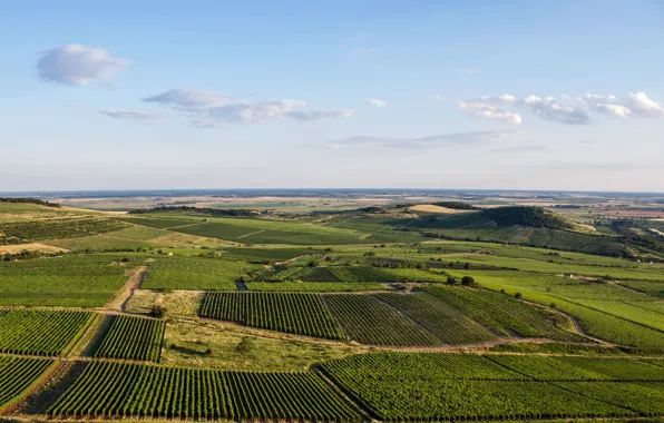Wine, grapes, vineyards