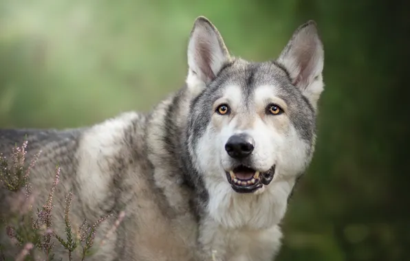 Взгляд, морда, фон, вереск, Чехословацкий влчак, Чехословацкая волчья собака, волкособ