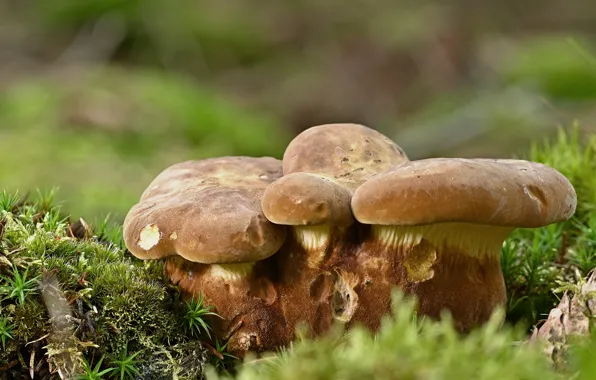 Мох, красота, beauty, размытый фон, moss, blurred background, белые грибы, дары природы