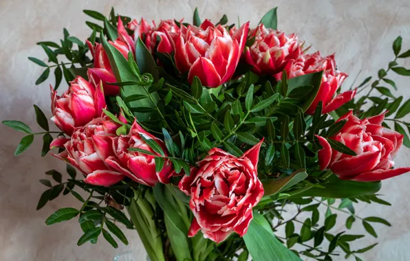 Цветы, букет, тюльпаны, красные, полосатые