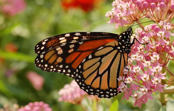Цветок, лето, макро, цветы, бабочка, Butterfly, Monarch
