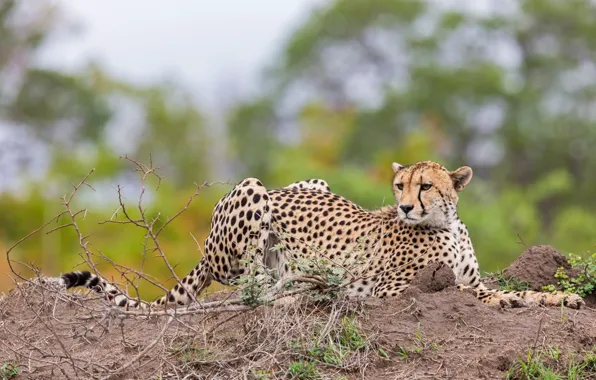 Cat, animal, wildlife, big cat, cheetah-