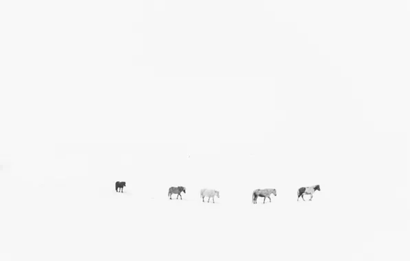 Winter, horses, snowing
