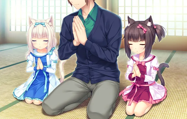 Девочки, парень, Nekopara