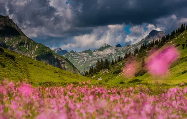 Поле, цветы, горы, склоны, луг, боке