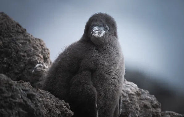 Небо, камни, пух, птенец, Antarctic Penguins
