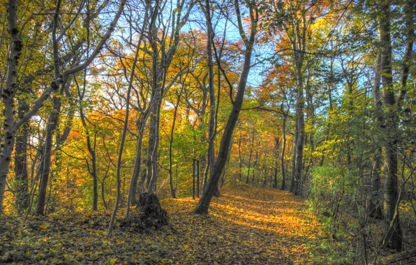 Картинка осень, лес, листья, деревья, ветки, парк, путь, солнечный свет
