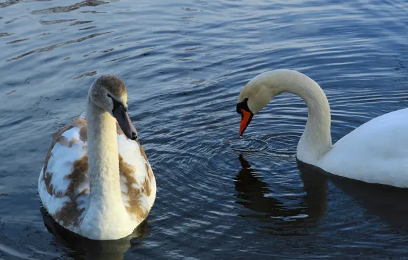 Swan, bird, water, lake