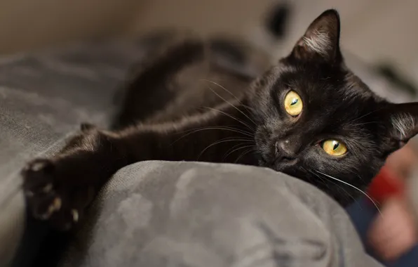 Картинка кошка, кот, диван, черный, лапа, лежит, красавчик, желтые глаза