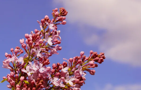 Flower, spring, lilac